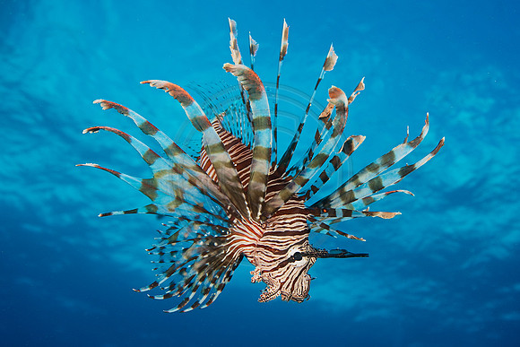 FIJI 2010