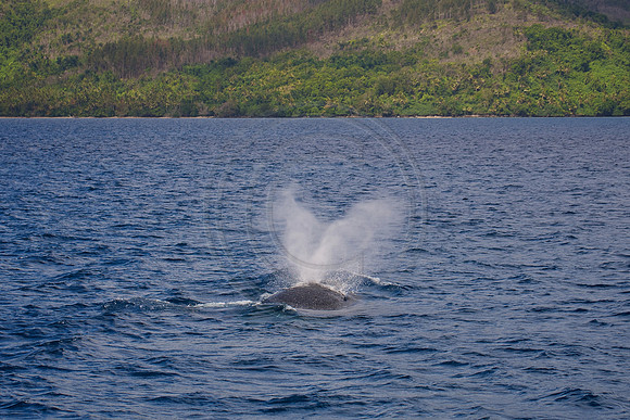 FIJI 2010