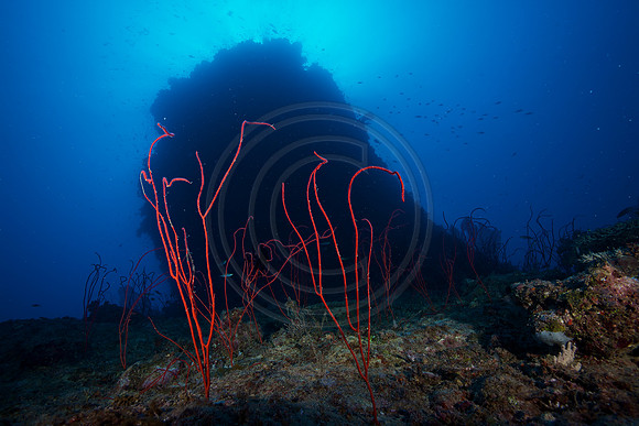 FIJI 2010
