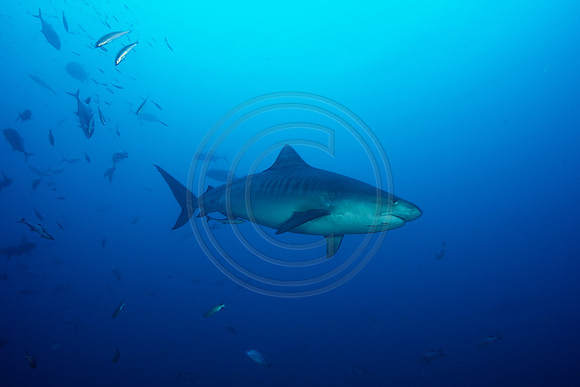 FIJI 2010