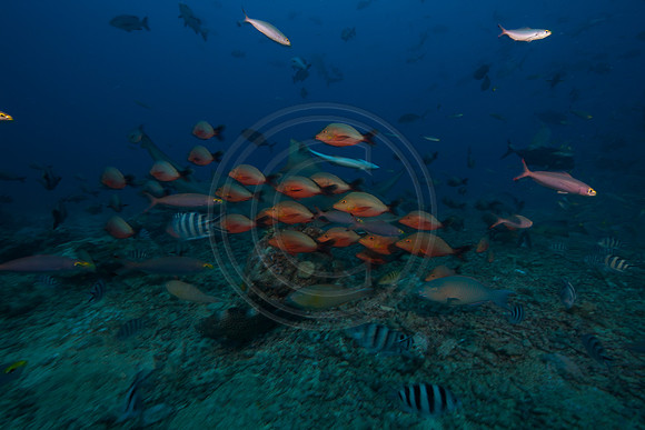 FIJI 2010