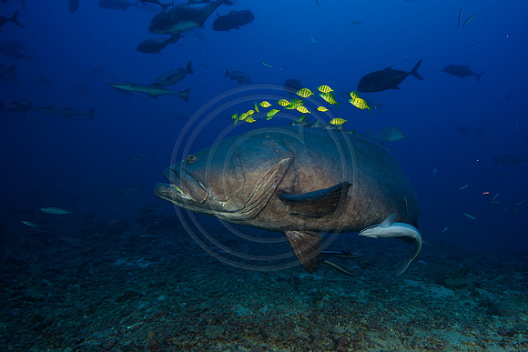FIJI 2010