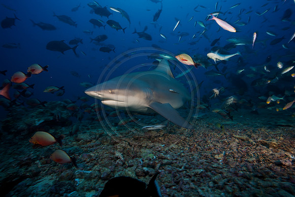 FIJI 2010