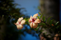 FIJI 2010