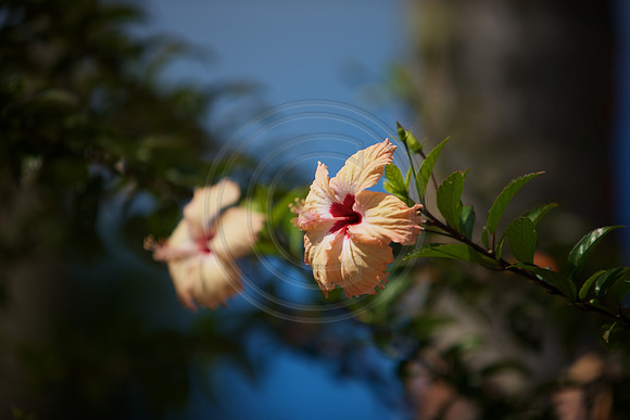 FIJI 2010