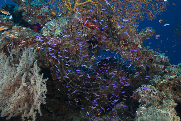 FIJI 2010