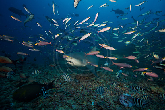 FIJI 2010