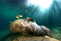 Crystal River - Manatees Jan 12