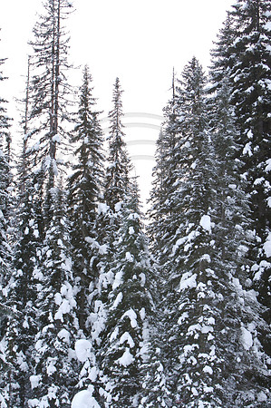 Emerald Lake Lodge