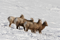 Mountain Sheep