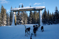 Dog Sledding