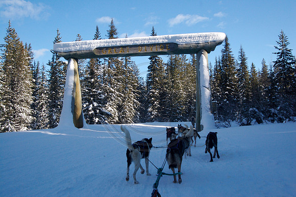 Dog Sledding