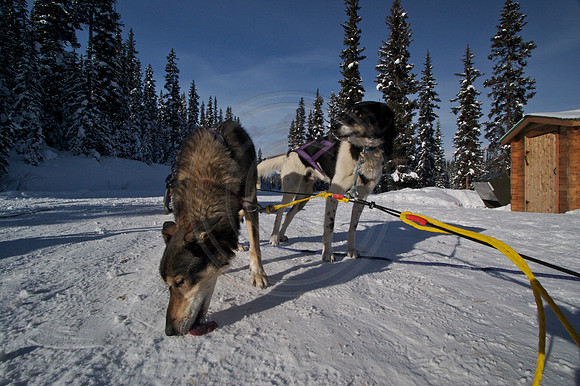 Dog Sledding