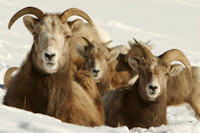 Mountain Sheep