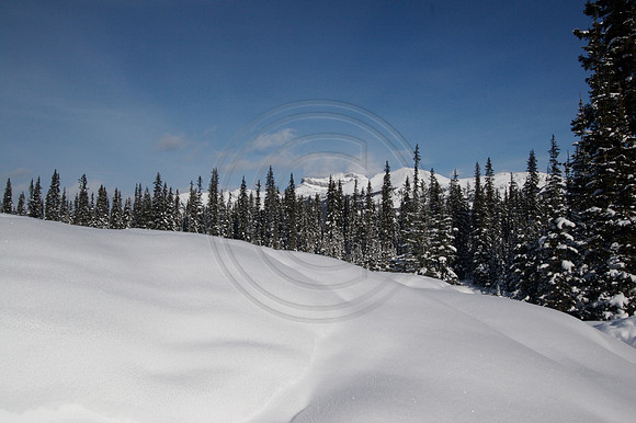 Dog Sledding