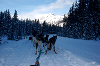 Dog Sledding