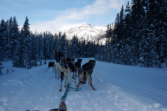 Dog Sledding