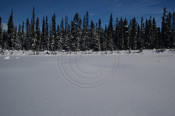 Dog Sledding