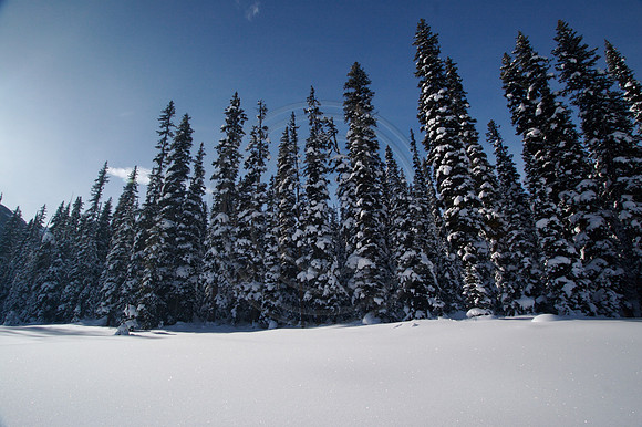 Dog Sledding