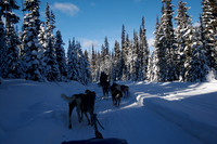 Dog Sledding