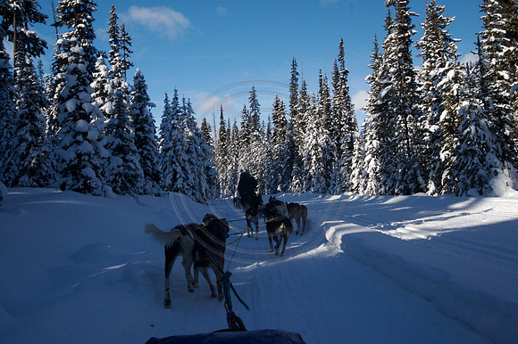 Dog Sledding