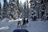 Dog Sledding