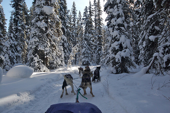 Dog Sledding