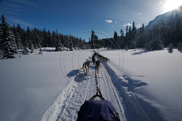 Dog Sledding