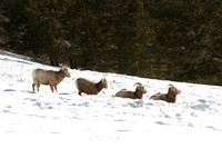 Canada 2008