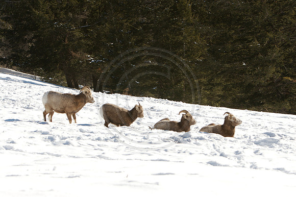Mountain Sheep
