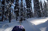 Dog Sledding