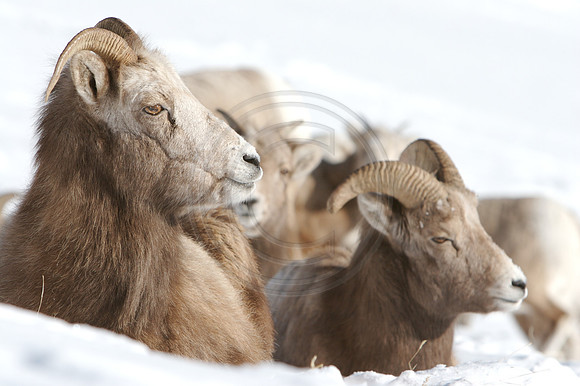 Mountain Sheep