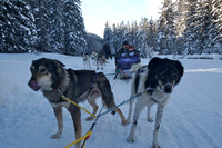 Dog Sledding