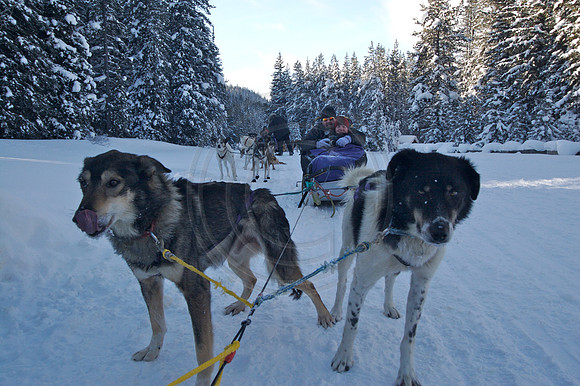 Dog Sledding