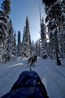 Dog Sledding