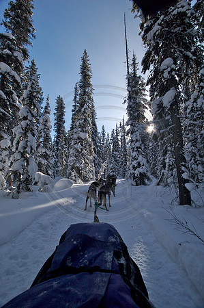 Dog Sledding