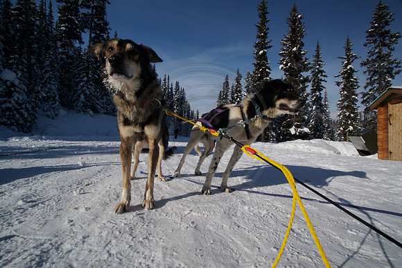 Dog Sledding