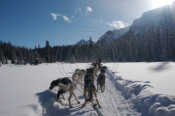 Dog Sledding