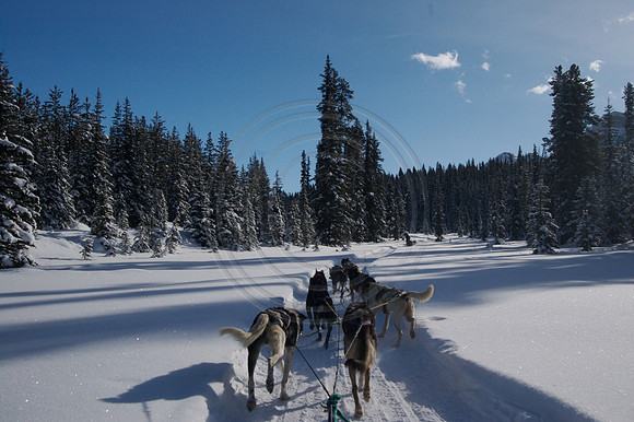 Dog Sledding
