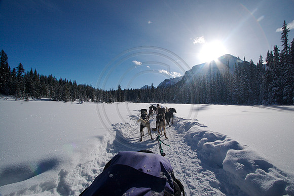 Dog Sledding