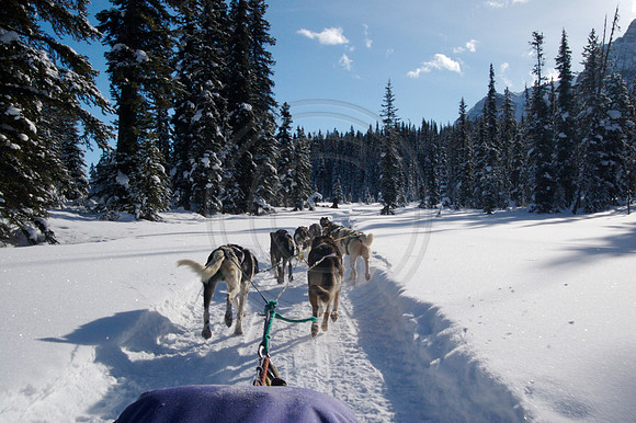Dog Sledding