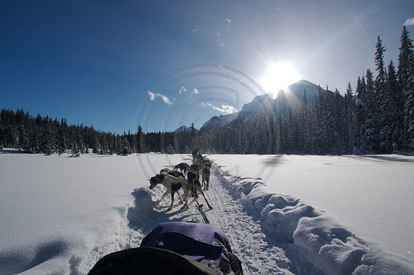 Dog Sledding