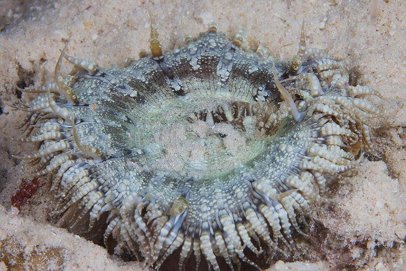 Sand Anenome?