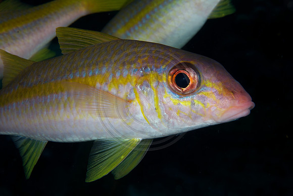 Goatfish