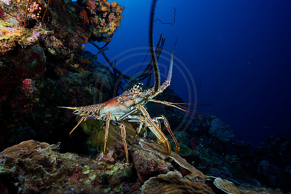 Bonaire Getaway, Bonaire Getaway