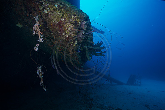 Hilma Hooker