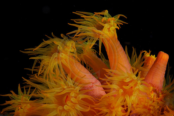 Yellow Tubestra coral polyps