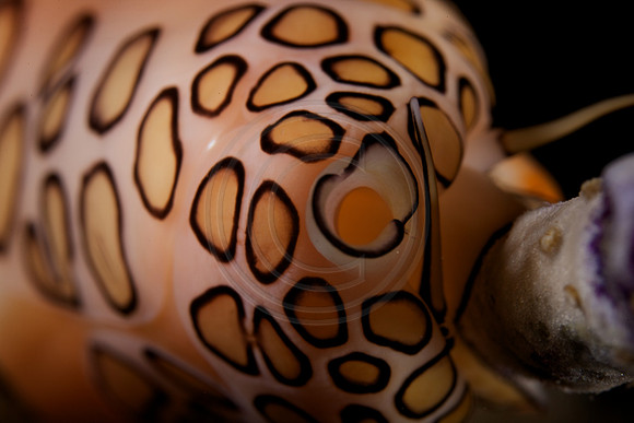 5x life size image of a Flamingo Tongue