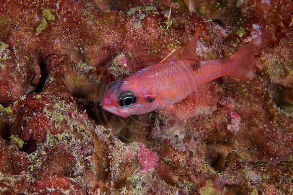 Mimic Cardinal Fish