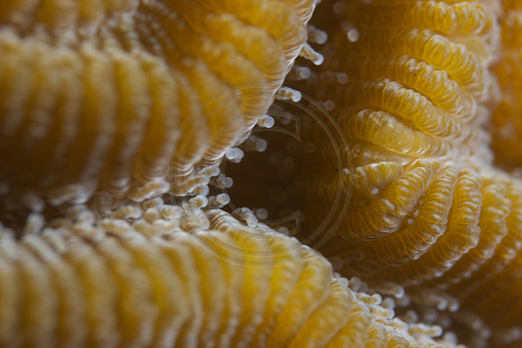 Hard Coral